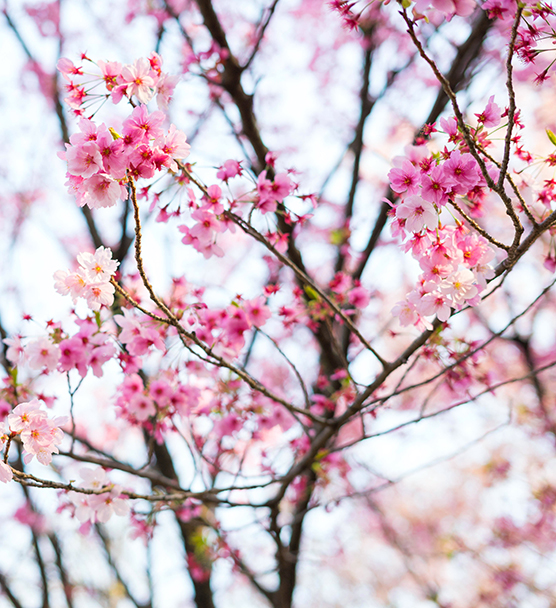 cherry-blossom-flowers-tokyo-japan.jpg