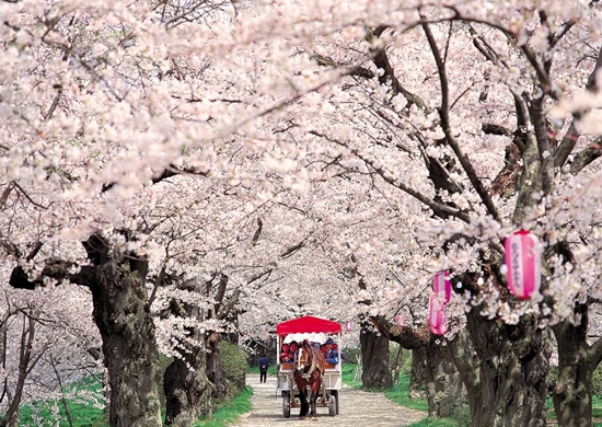 Xứ sở tuyết và hoa anh đào tại Tohoku