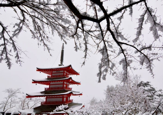 Ngắm tuyết trắng, anh đào ở Nhật Bản tháng 2